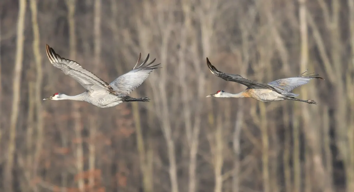 A line of sandhill cranes flying with necks and legs stretched out against a pale sky