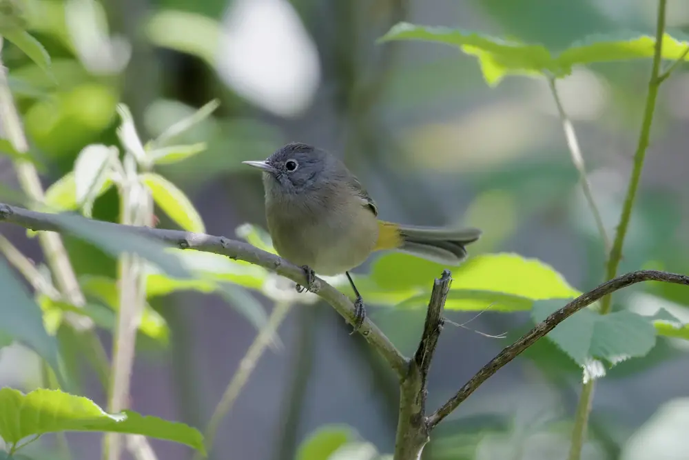 A small gray-brown warbler with a pale eye ring perched on a branch among leaves