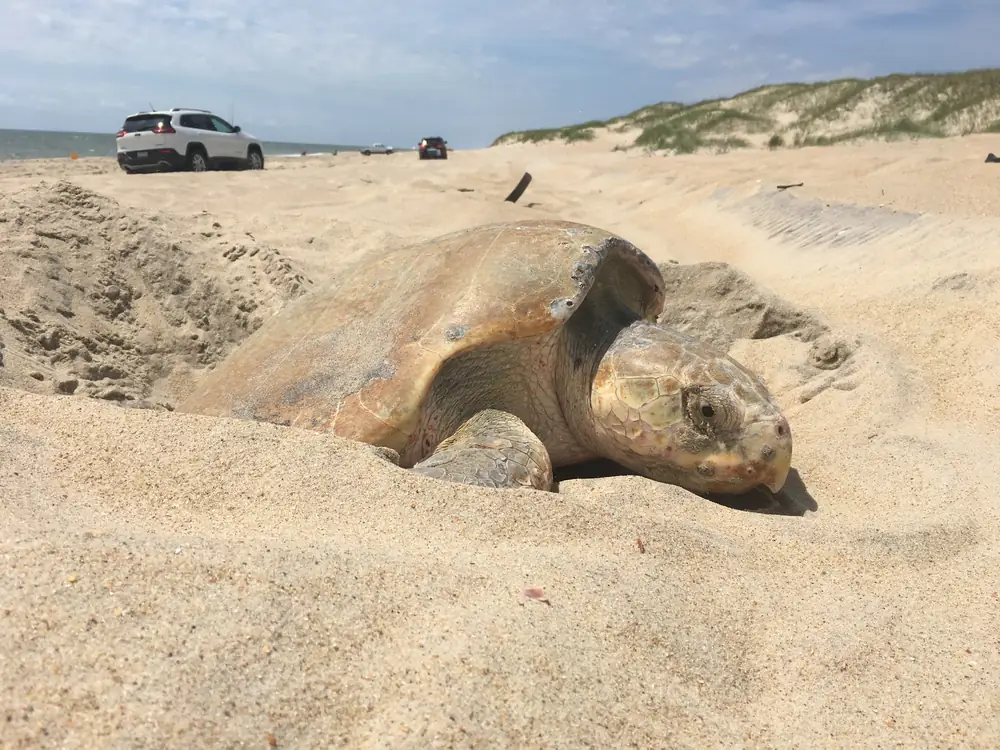 A Kemp's ridley sea turtle digging in the sand of a wide beach during the daytime
