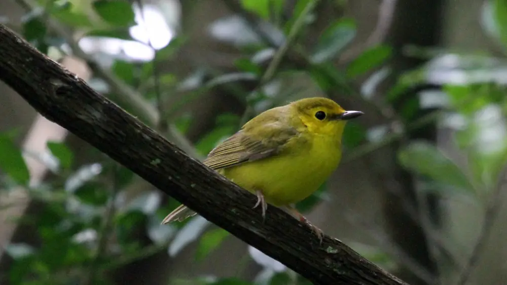 A small olive-yellow warbler with a dark eye and a yellow face perches on a diagonal branch among green leaves.