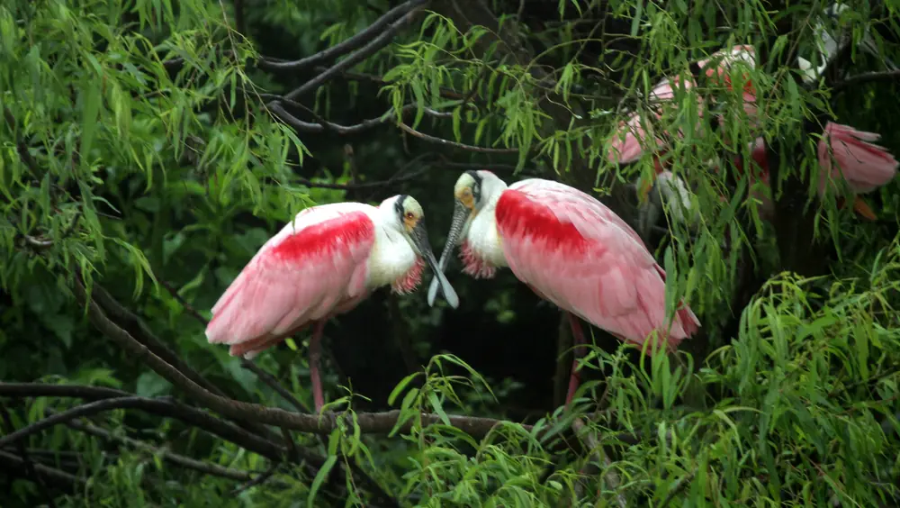 Two pink roseate spoonbills with red shoulder patches face each other among green willow branches in a bird colony.