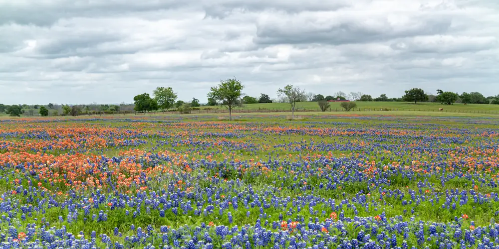 A wide meadow of blue bluebonnets mixed with orange-red Indian paintbrush under a cloudy sky, with scattered trees and a fence line behind.