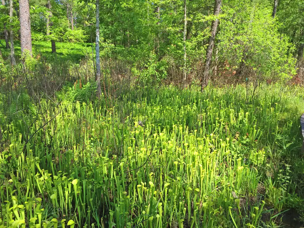 A wet piney woods bog filled with tall green pale pitcher plants in the grass under pine trees