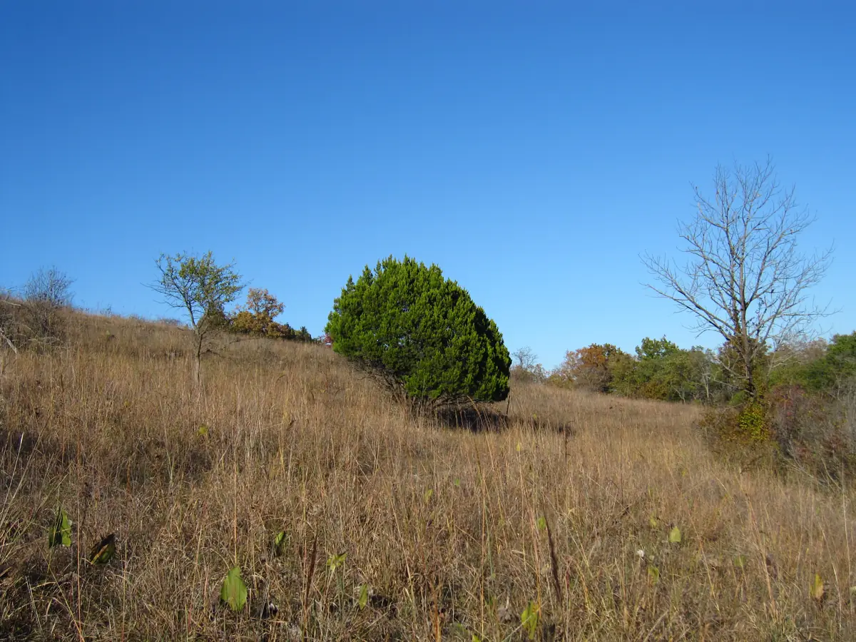 A dense, rounded dark green juniper standing alone on a hillside of dry tan grass with leafless trees nearby