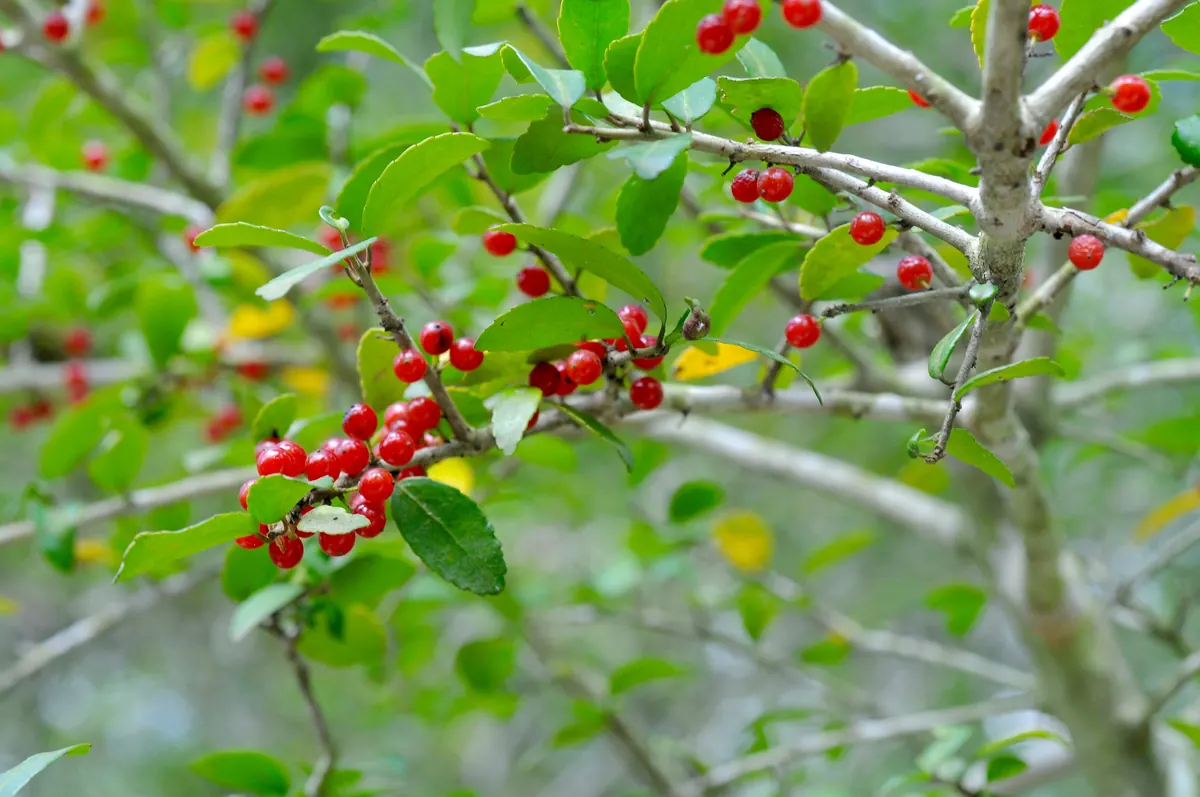 Clusters of bright red berries along gray twigs among small, glossy evergreen leaves