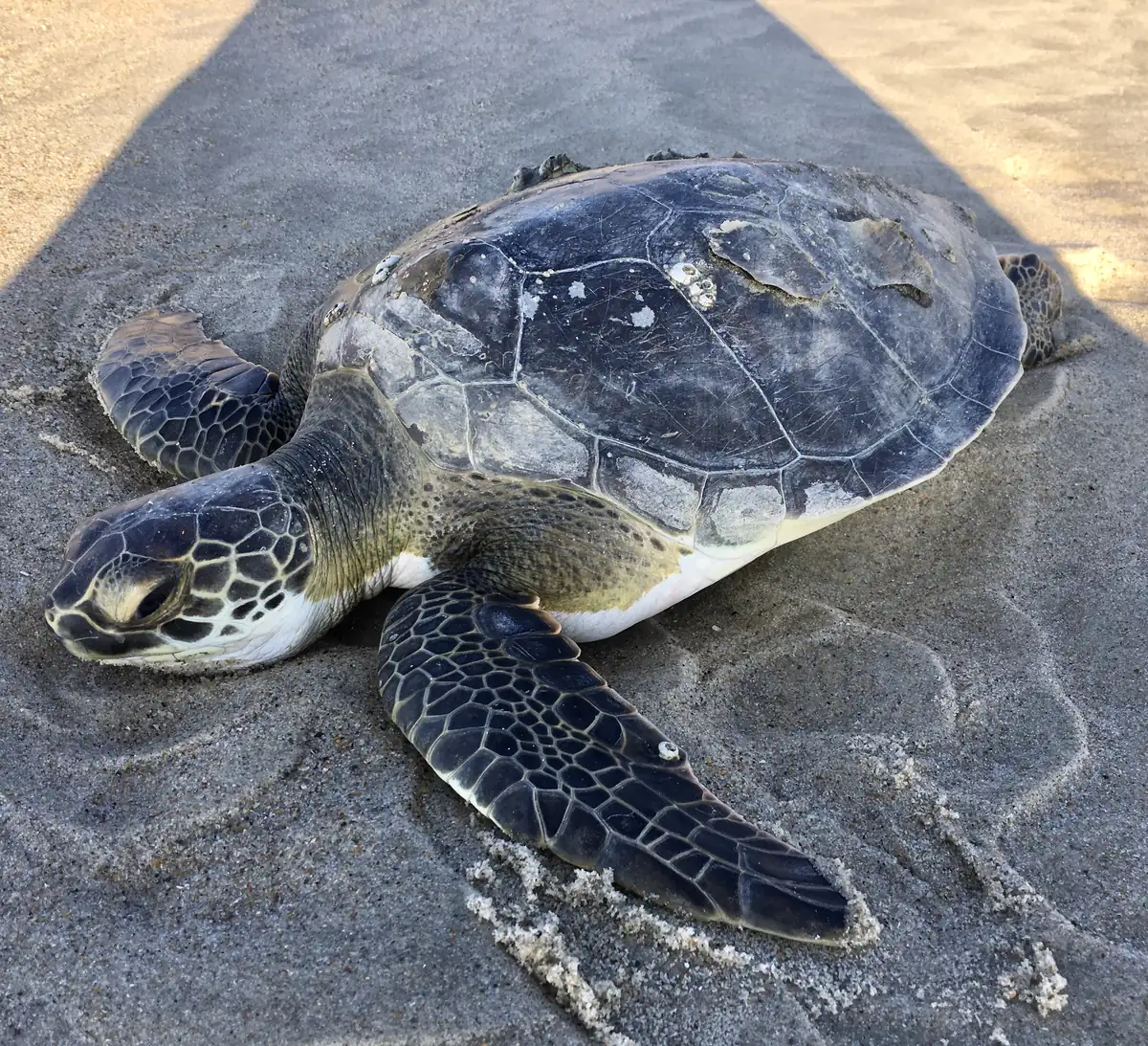 A young green sea turtle lying still on smooth wet sand with its front flippers spread