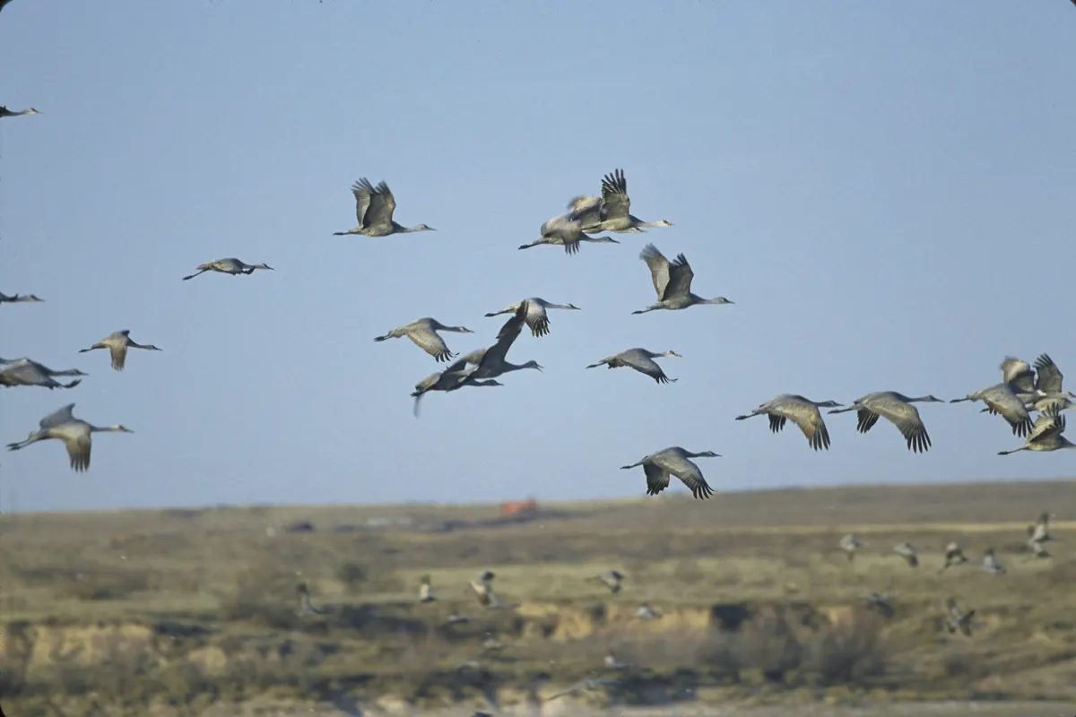 A flock of gray sandhill cranes flying low over flat, dry grassland under a pale blue sky
