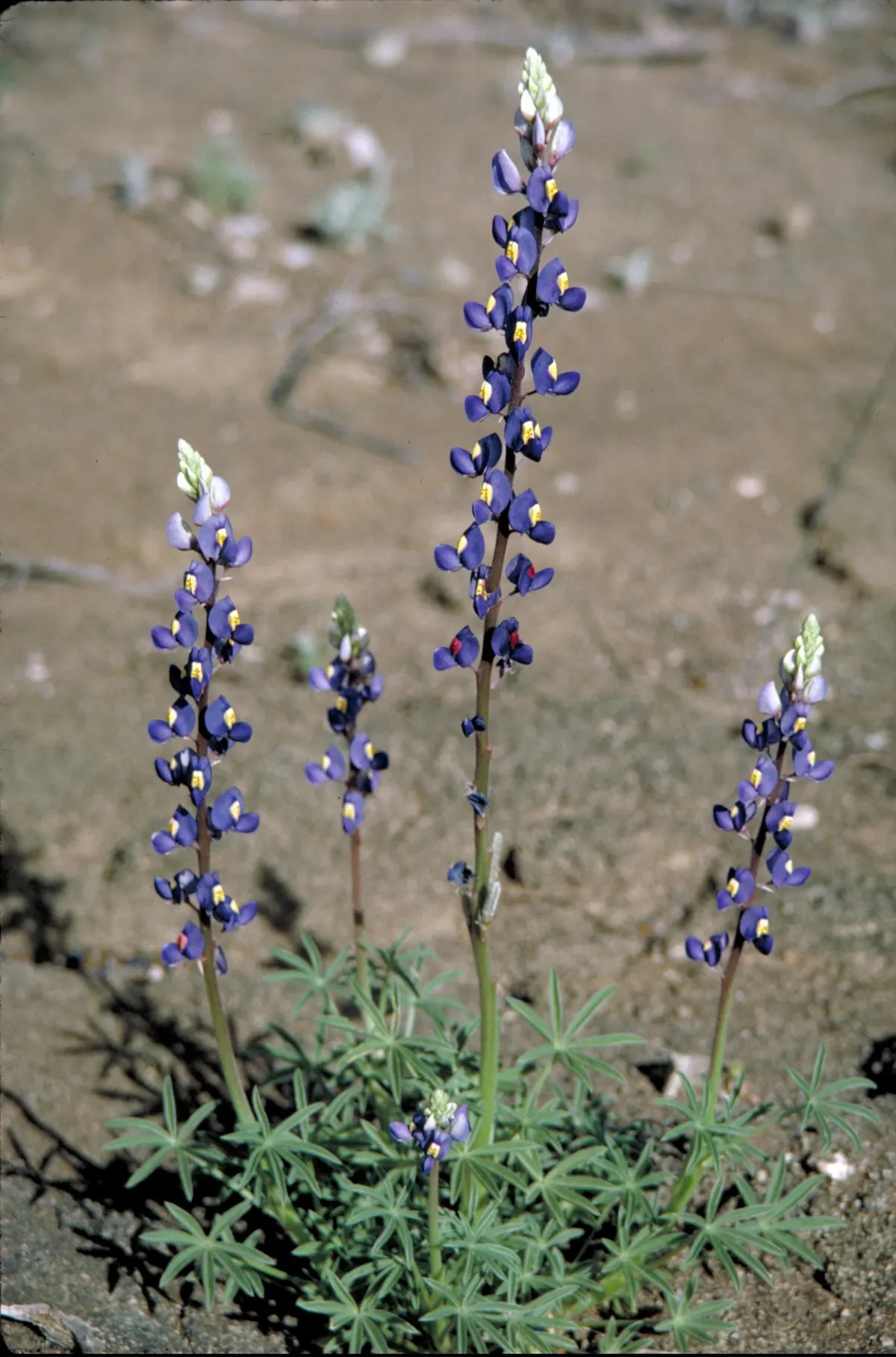 Several tall spikes of deep blue lupine flowers with yellow spots rising from a clump of fingered leaves on bare desert ground
