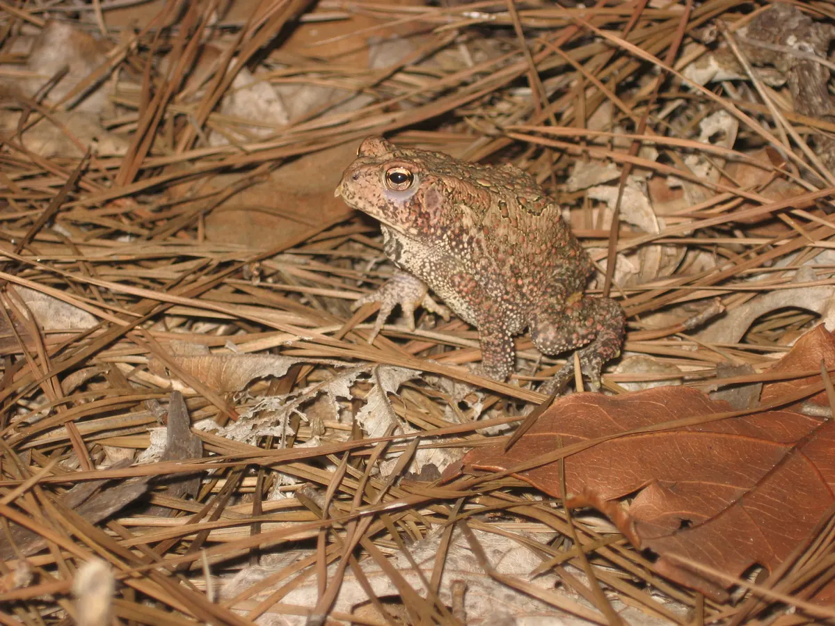 A mottled tan and brown toad with a pale chin sitting on a thick bed of brown pine needles at night