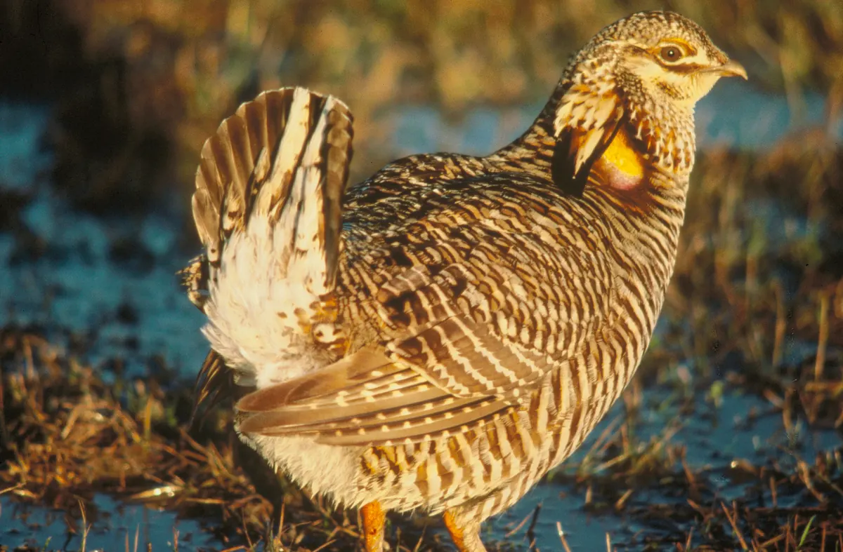 A brown-and-cream barred prairie-chicken with its tail fanned and a yellow neck sac showing, standing on wet, matted winter grass in low golden light