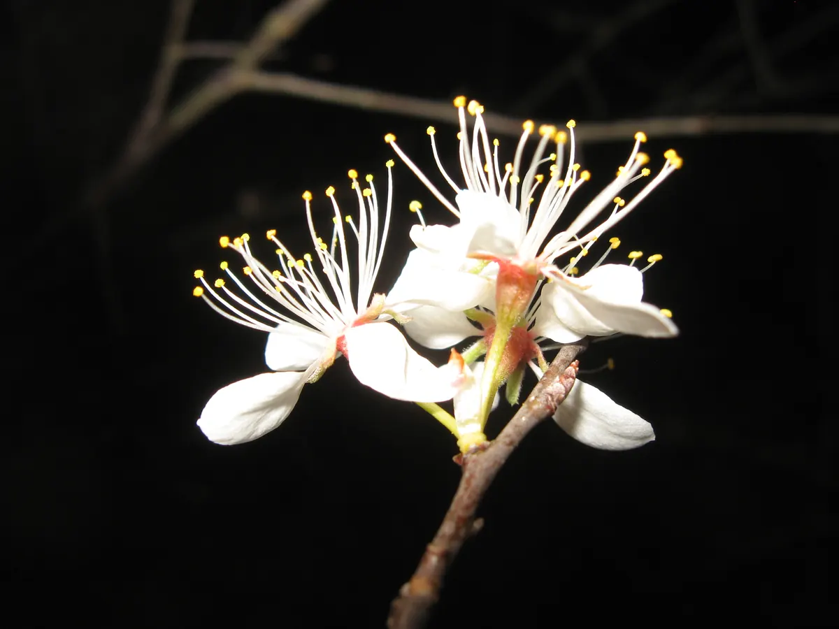 Close view of white five-petaled plum blossoms with long yellow-tipped stamens on a bare twig against a dark background
