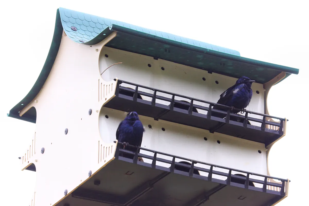 Two glossy blue-black purple martins perched on the porches of a white multi-room martin house with a green roof