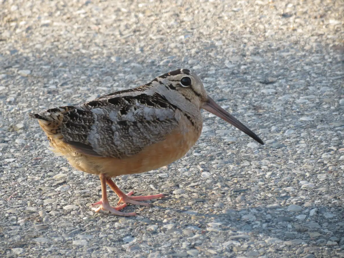 A plump, long-billed shorebird with a mottled gray and black back and a buff-orange breast standing on gravel