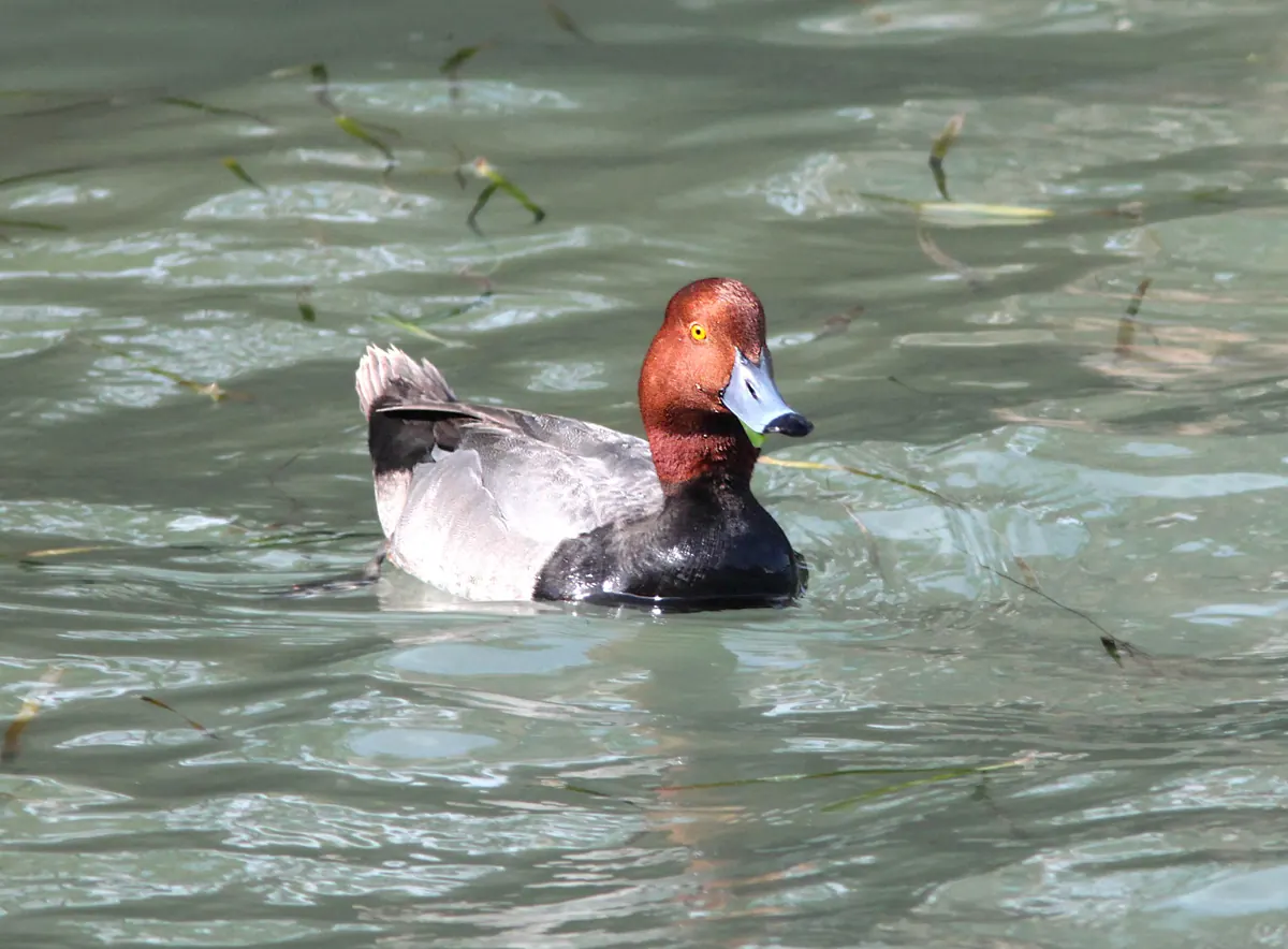 A male redhead duck with a rust-red head, yellow eye and pale blue bill floats on clear green water strewn with loose blades of seagrass