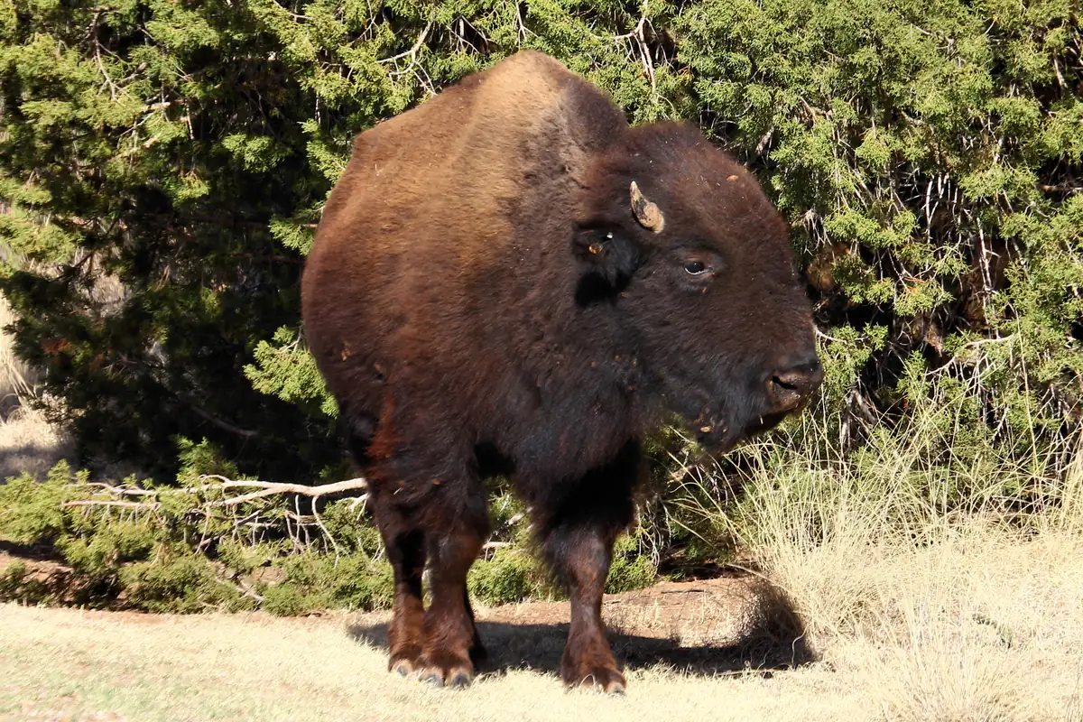 A shaggy brown plains bison standing on dry tan grass in front of dark green juniper shrubs