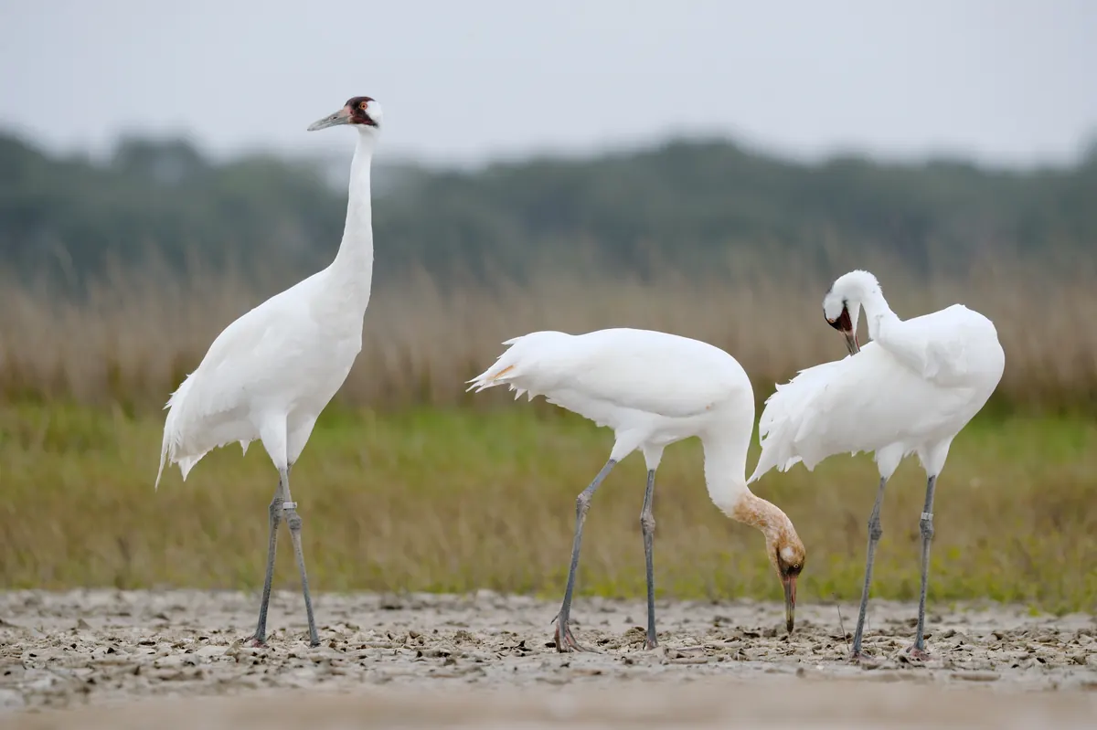 Three tall white whooping cranes with red crowns standing on a mudflat in front of tan marsh grass, one adult upright and two feeding