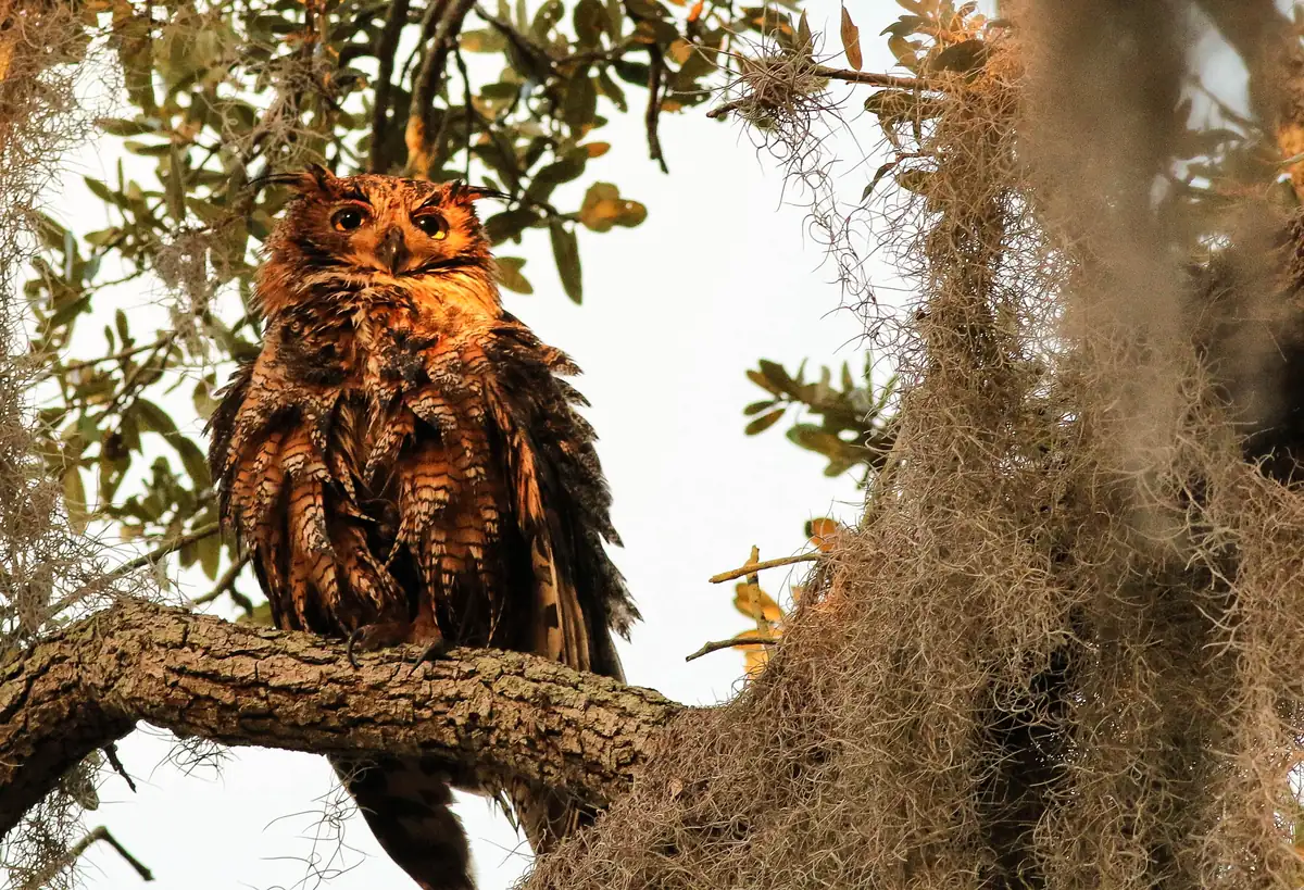 A great horned owl with ruffled rusty feathers perches on an oak limb hung with Spanish moss.
