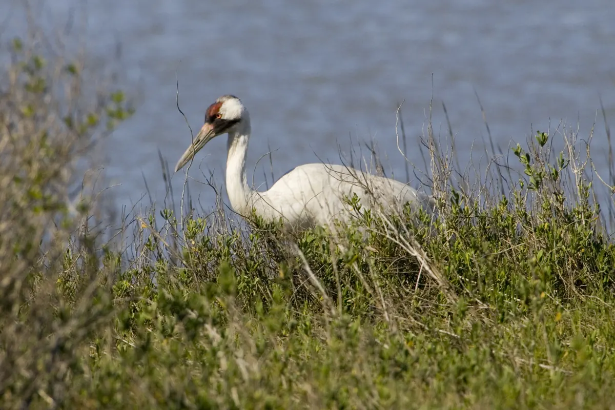 A white whooping crane with a red crown and long dark bill stands in low shrubs beside blue water.