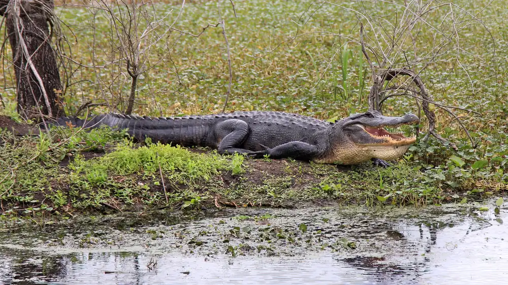 A dark American alligator lying on a grassy bank beside green water with its mouth open