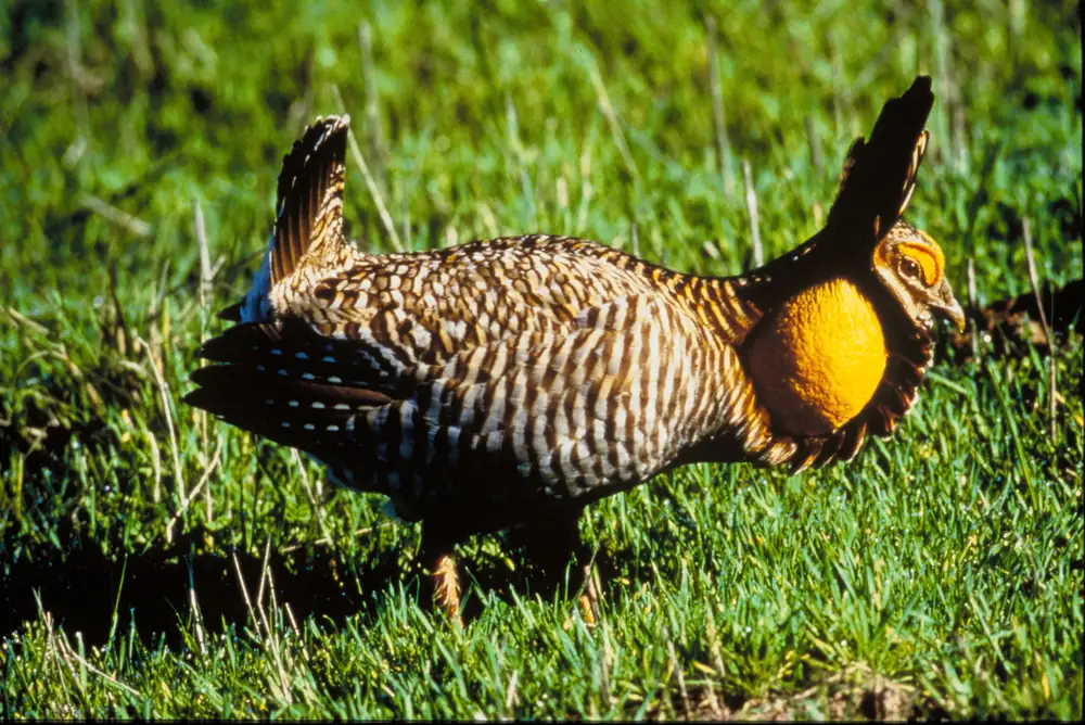 A barred brown prairie-chicken on short green grass with its tail raised and a round orange neck sac inflated