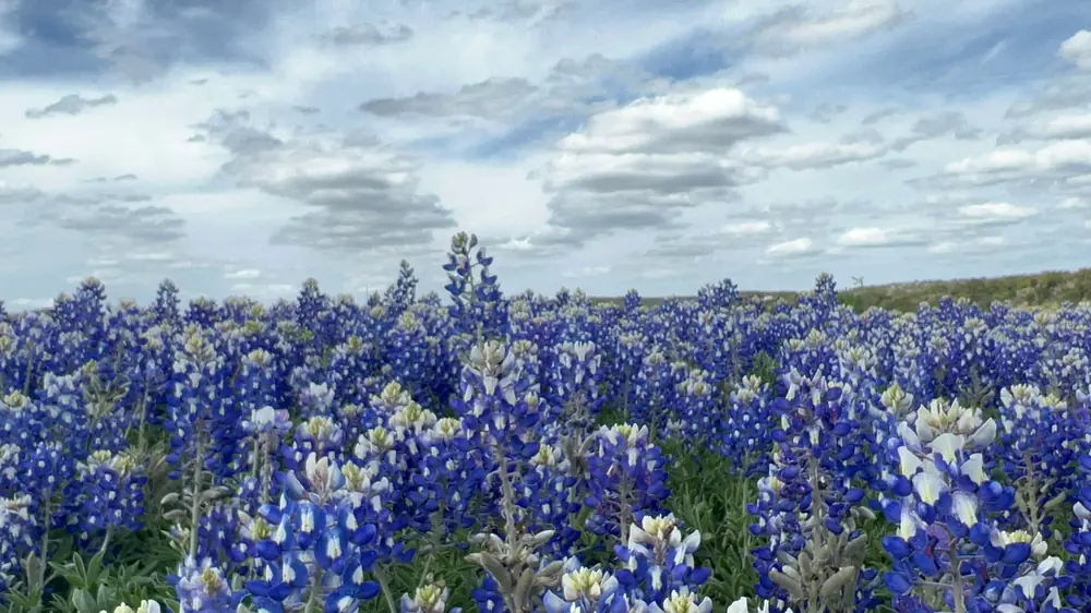 A dense field of deep blue bluebonnet spikes with white tips under a sky of scattered white clouds