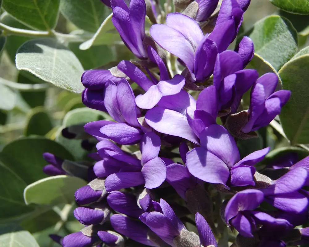 Drooping clusters of purple pea-shaped flowers among glossy dark green leaflets on a mountain laurel shrub