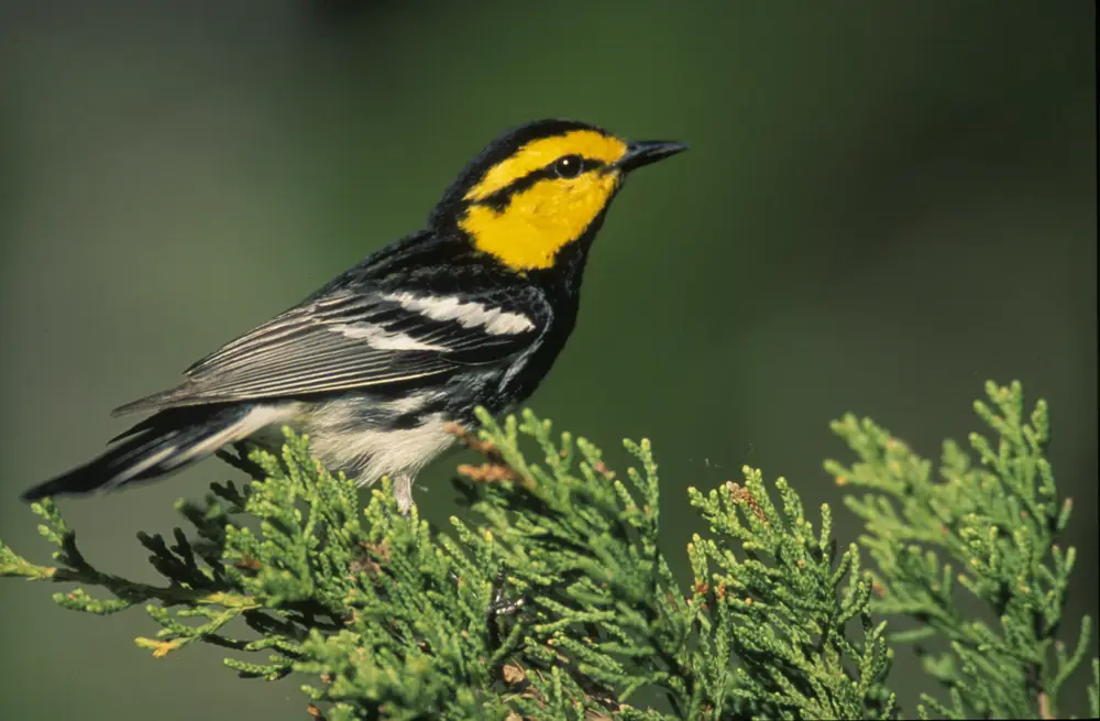 A small black-and-yellow warbler with a bright yellow face and a black eye stripe perched on a juniper twig