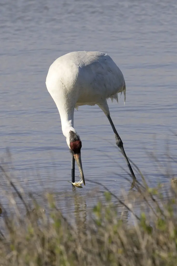 A tall white crane with a red crown and black face wading in shallow water and lowering its long bill to catch a meal