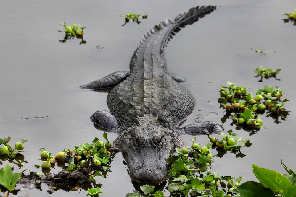 A wild American alligator in open water among floating plants at Brazos Bend State Park, Texas.