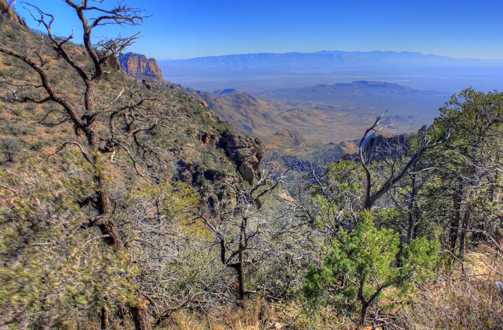 Desert scrub in the foreground with the rugged Chisos Mountains rising in the distance under a blue sky.