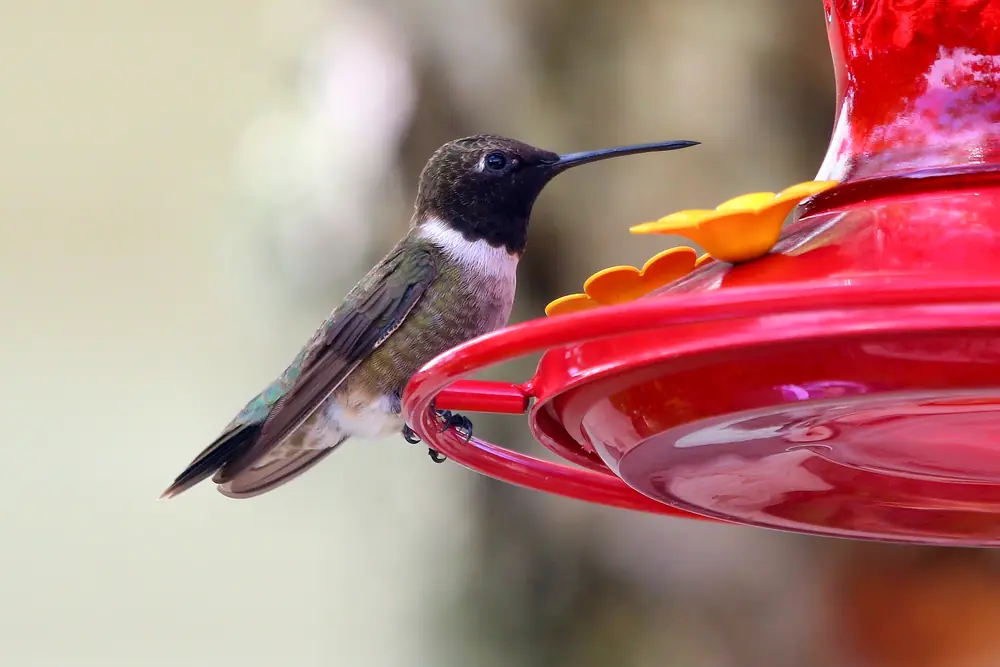 A small black-chinned hummingbird with a dark head and a thin white collar hovers near green foliage.