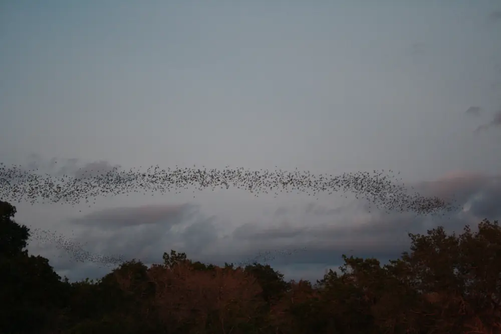 A dense stream of Mexican free-tailed bats pours out of a cave mouth into the evening sky.