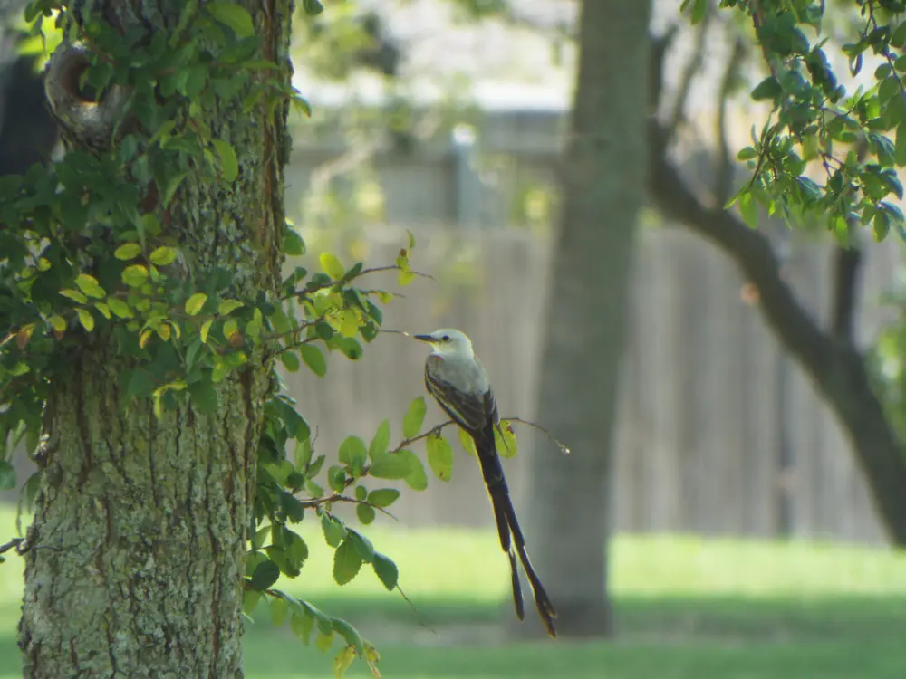 A scissor-tailed flycatcher with a pale gray body, salmon-pink sides and a very long forked tail perches in a park in Allen, Texas.