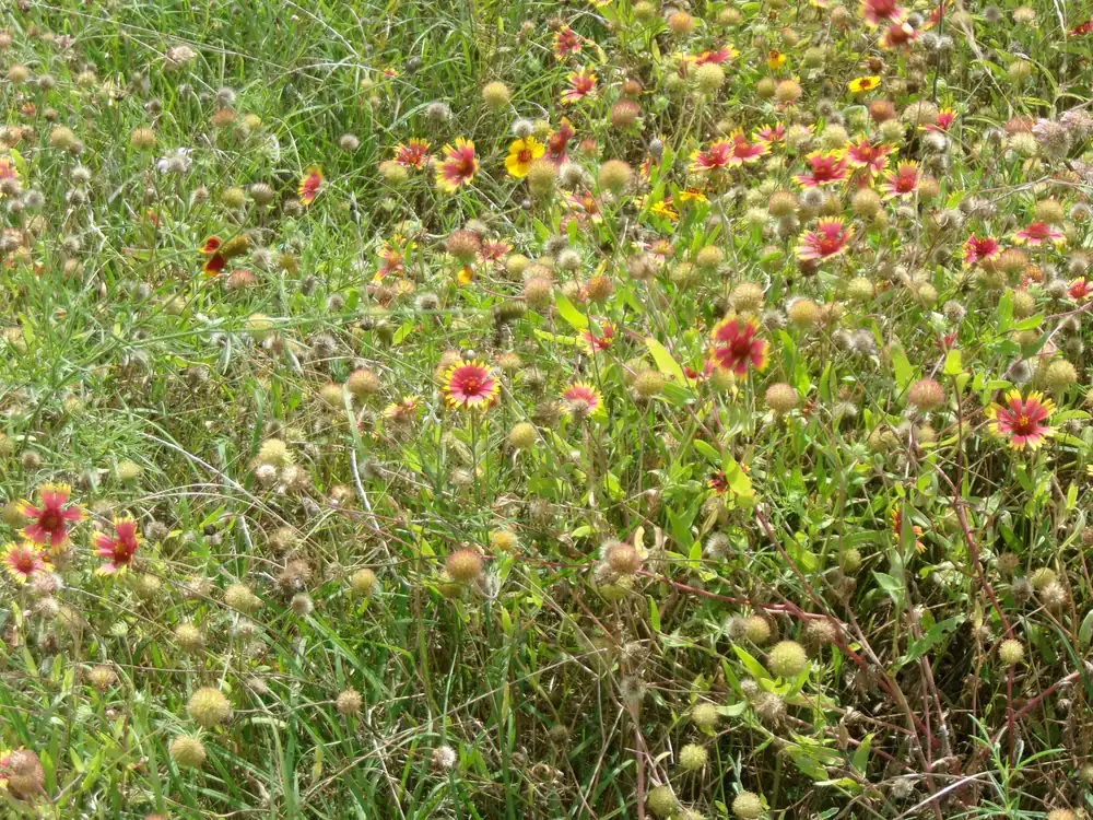A roadside meadow of red-and-yellow Indian blanket flowers mixed with slender yellow greenthread under a bright sky.