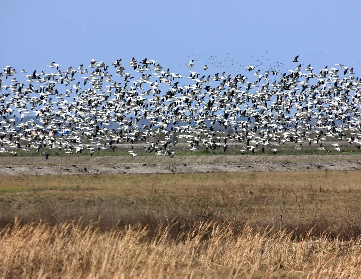 A huge flock of white snow geese with black wingtips lifting off a flat coastal field above tan winter grass