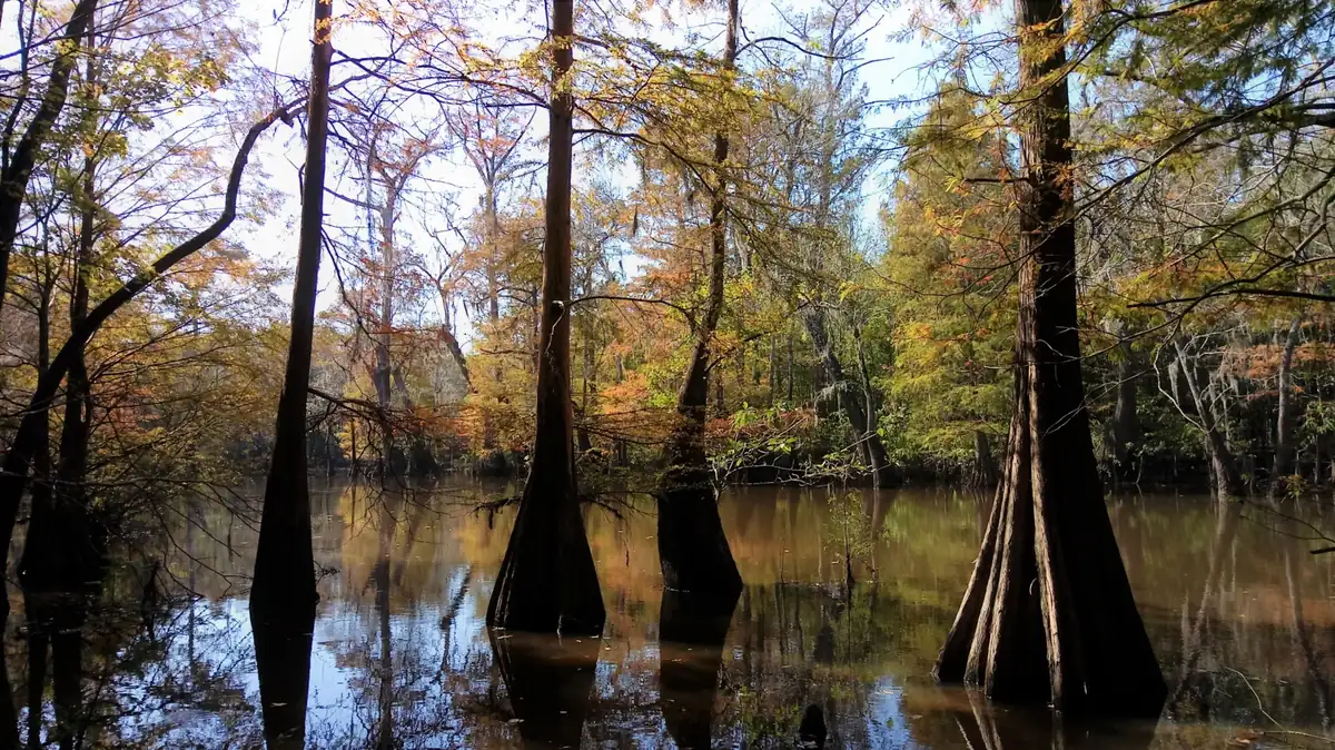 Bald cypress trunks with flared bases standing in still dark water, their feathery foliage turning orange and rust