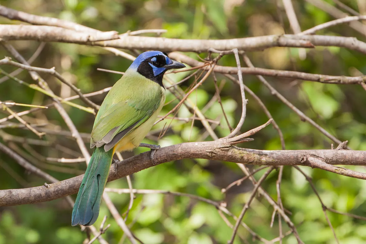 A green jay with a bright blue crown, black throat, green back and yellow belly perched on a bare branch