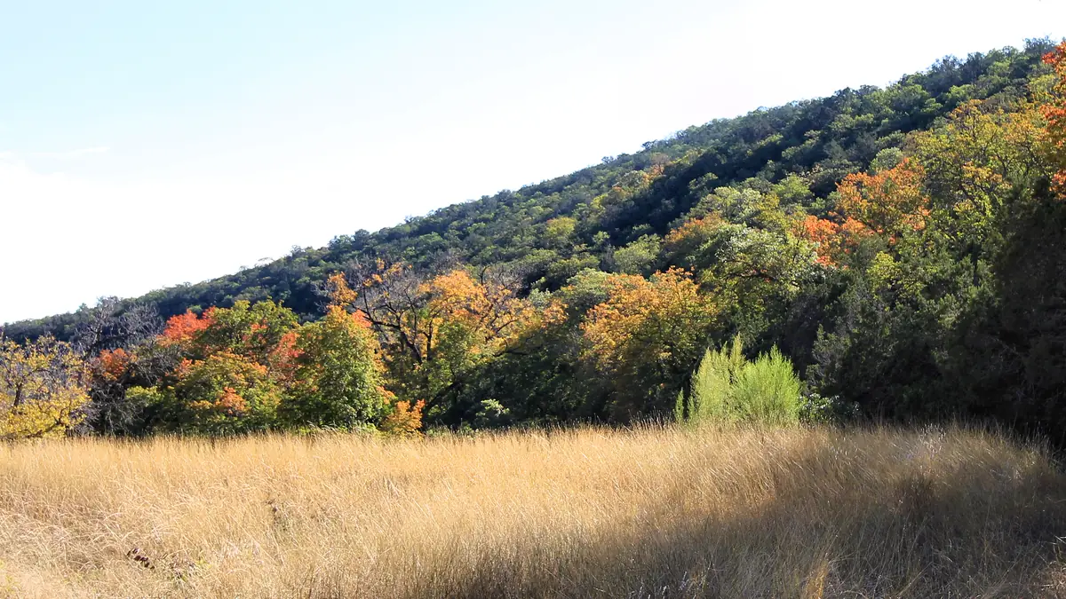 A hillside of green woodland with patches of orange and red maple leaves above a meadow of golden grass