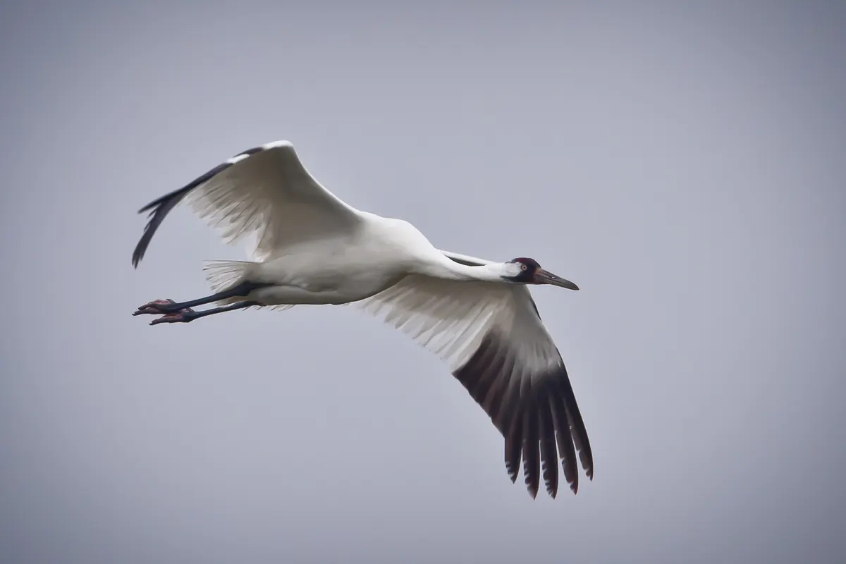 A tall white crane with black wingtips, a red crown and long trailing legs flying against a gray sky