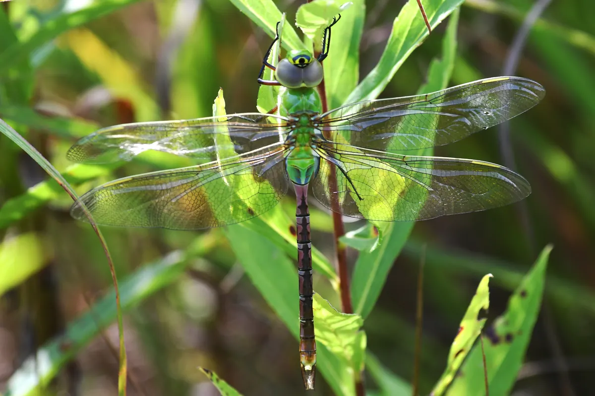 A common green darner dragonfly with a bright green thorax and blue abdomen perched on a stem