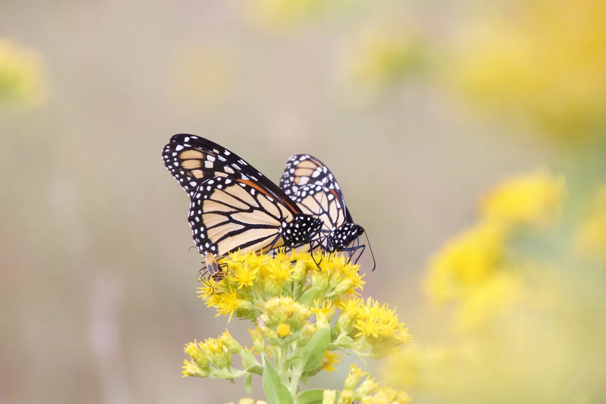 Several monarch butterflies feeding on yellow goldenrod flowers during fall migration