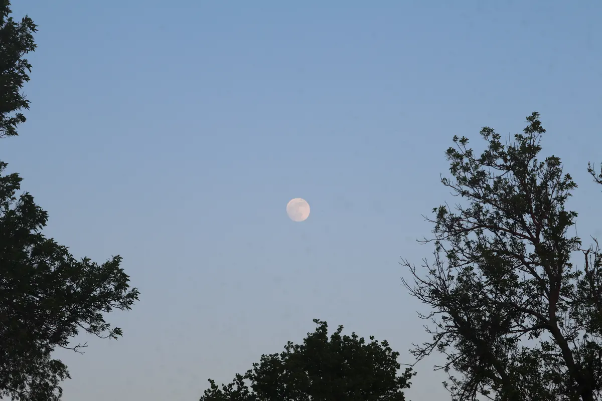 A full moon rising above a line of dark trees at dusk