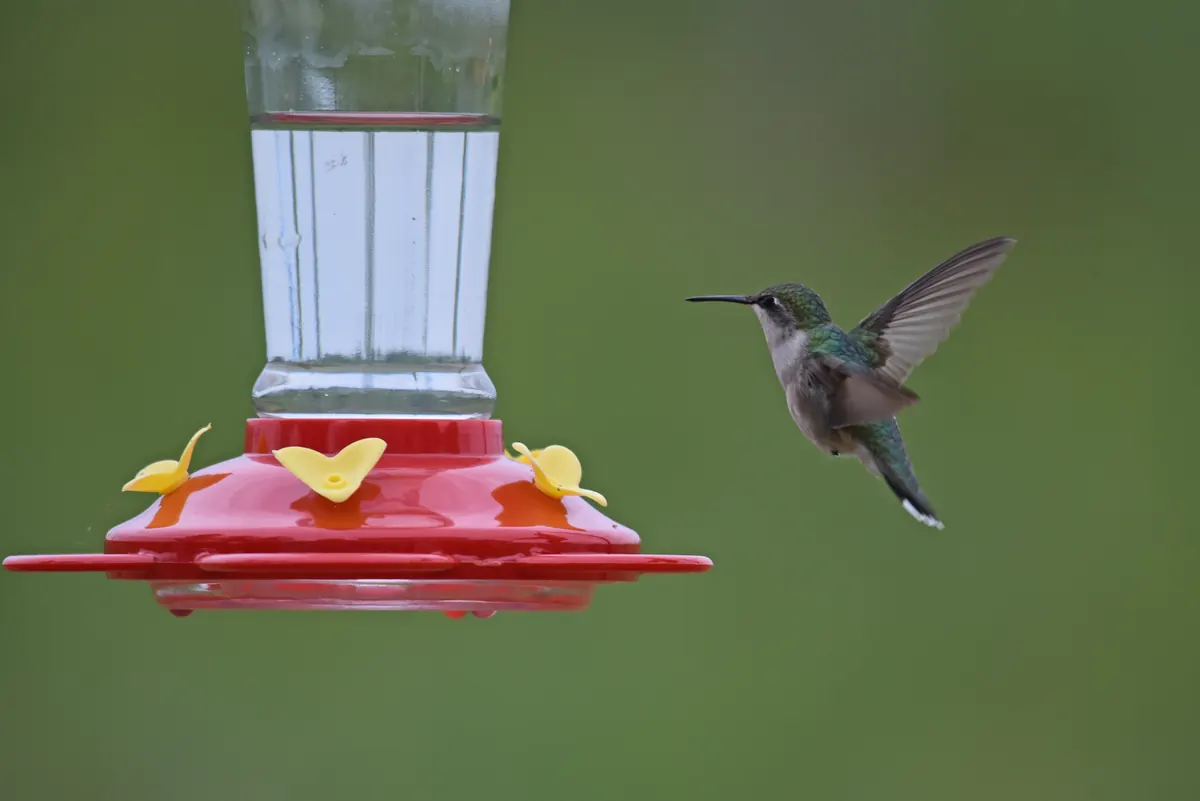 A ruby-throated hummingbird hovering with its wings blurred