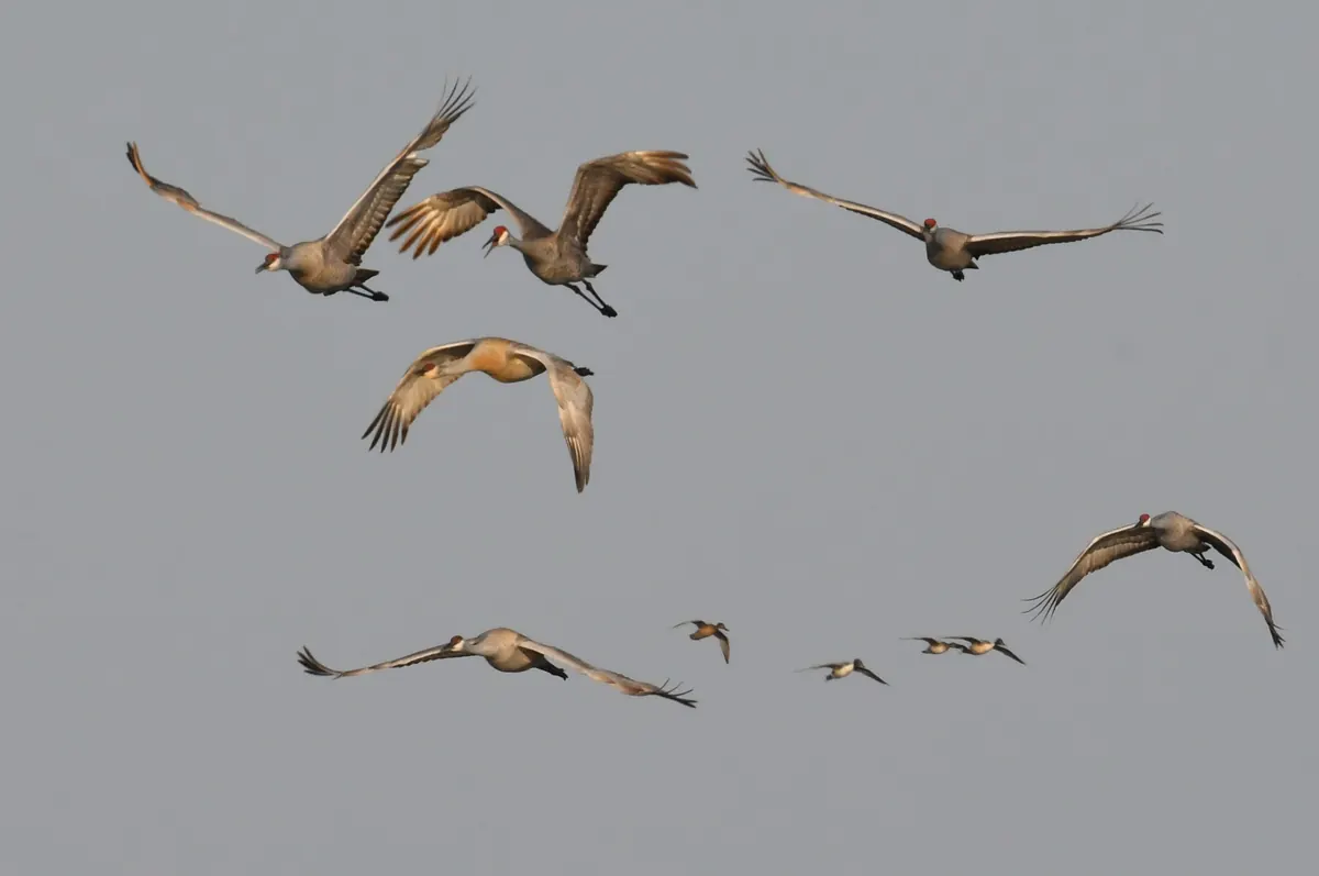 A line of sandhill cranes flying against a pale sky