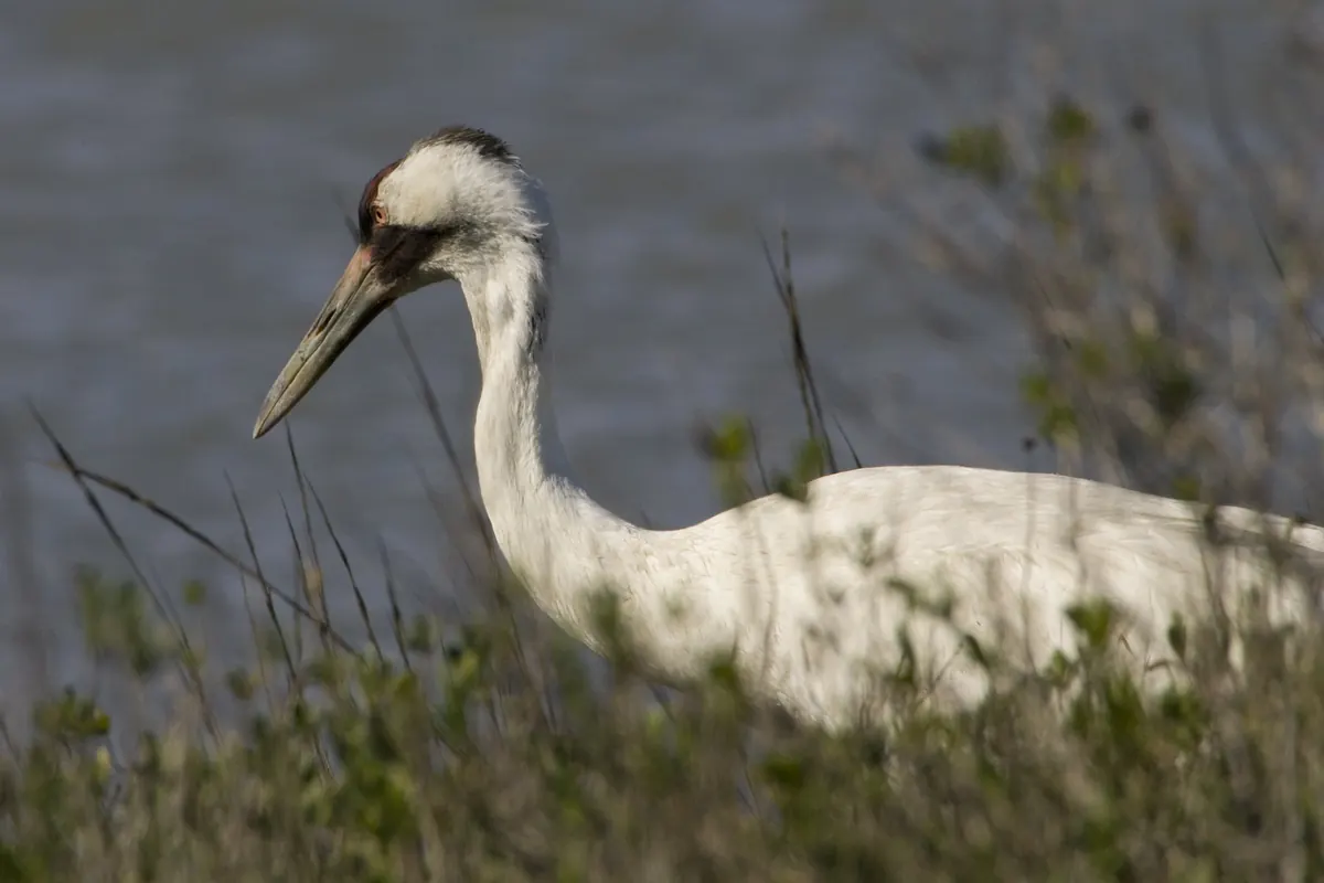 Two tall white whooping cranes with black wingtips standing in coastal marsh