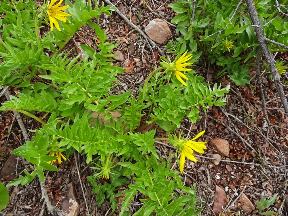 Yellow sunflower-like flowers rising among deeply cut green leaves on the ground of a hillside