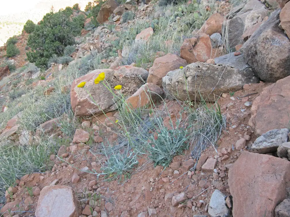 Several yellow desert marigold flowers on thin stems above gray-green leaves among red rocks on a slope