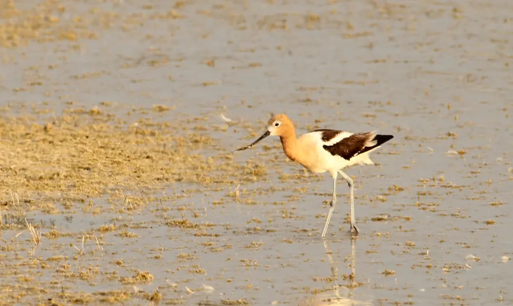 An American avocet with a cinnamon head and neck, black-and-white wings and long gray legs wading through shallow water on a mudflat