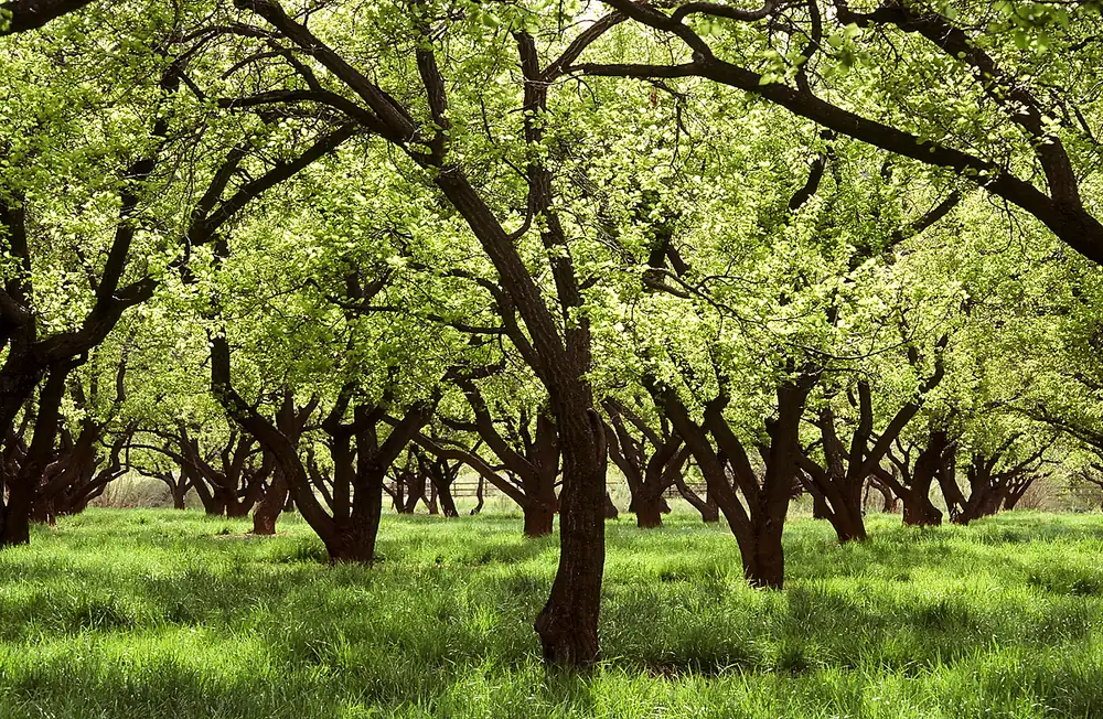Rows of old fruit trees in full bloom with fresh green leaves above bright green grass in an orchard
