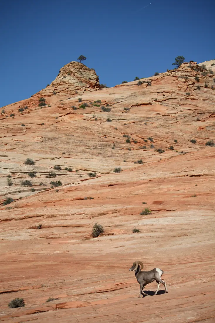 A desert bighorn ram with curled horns walking across a broad slope of banded orange sandstone under a clear blue sky